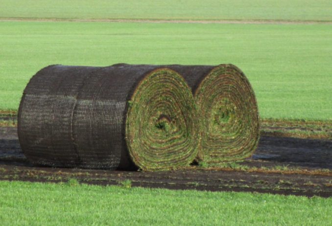 big-sod-rolls-800x533